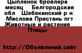 Цыпленок бройлера 1 месяц  - Белгородская обл., Шебекинский р-н, Маслова Пристань пгт Животные и растения » Птицы   